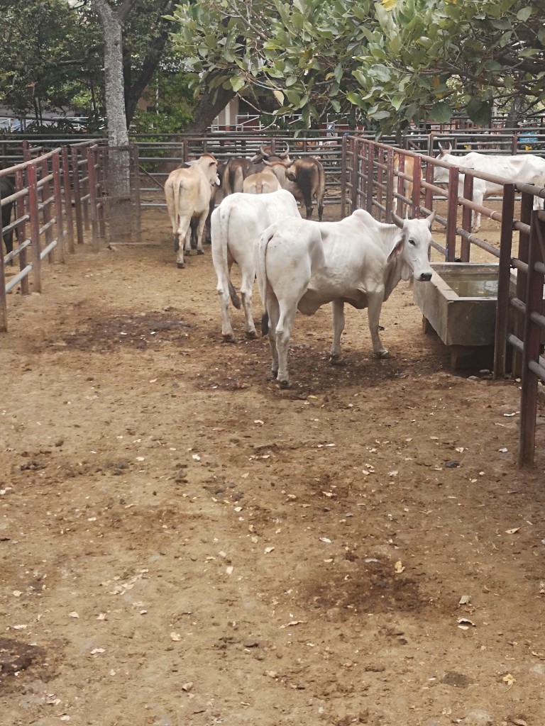 Novillos de 430kg