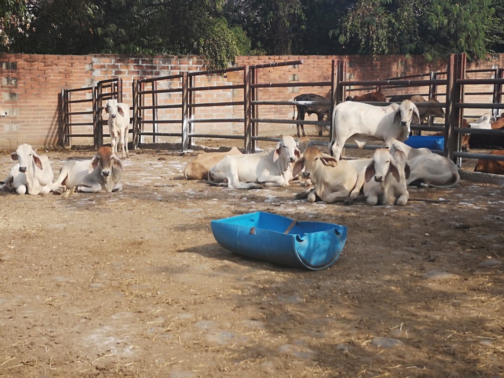 Machos de Levante cebú blanco