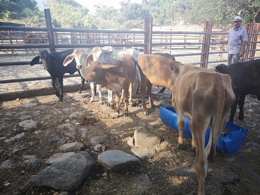 Lote de terneros y terneras de levante
