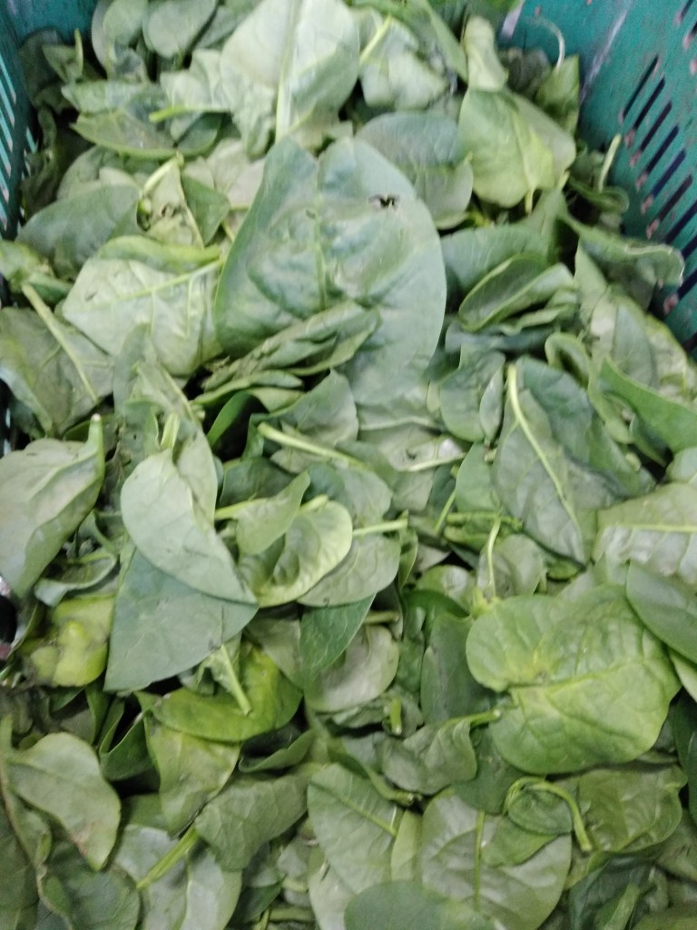 Espinacas
