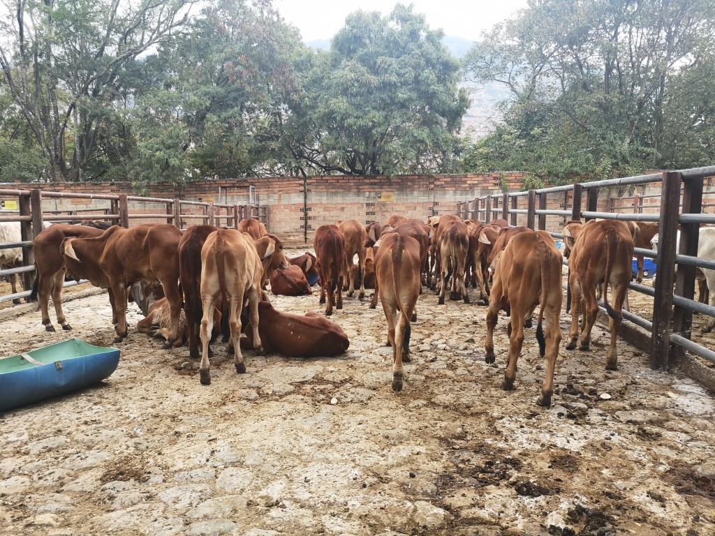 Terneros de Levante Brahman Rojo