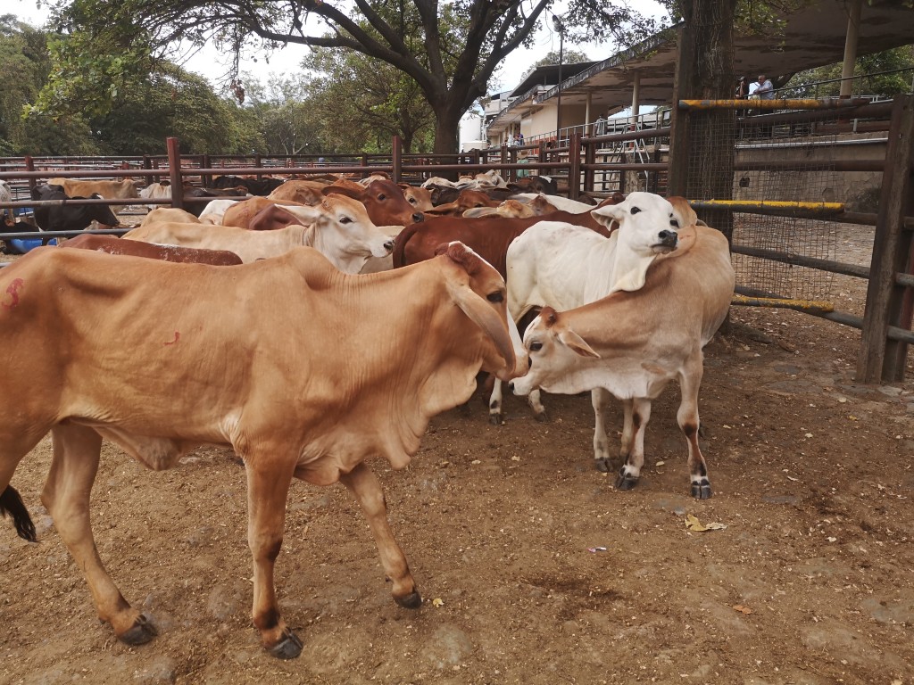 Lote Terneras de levante cebú comercial