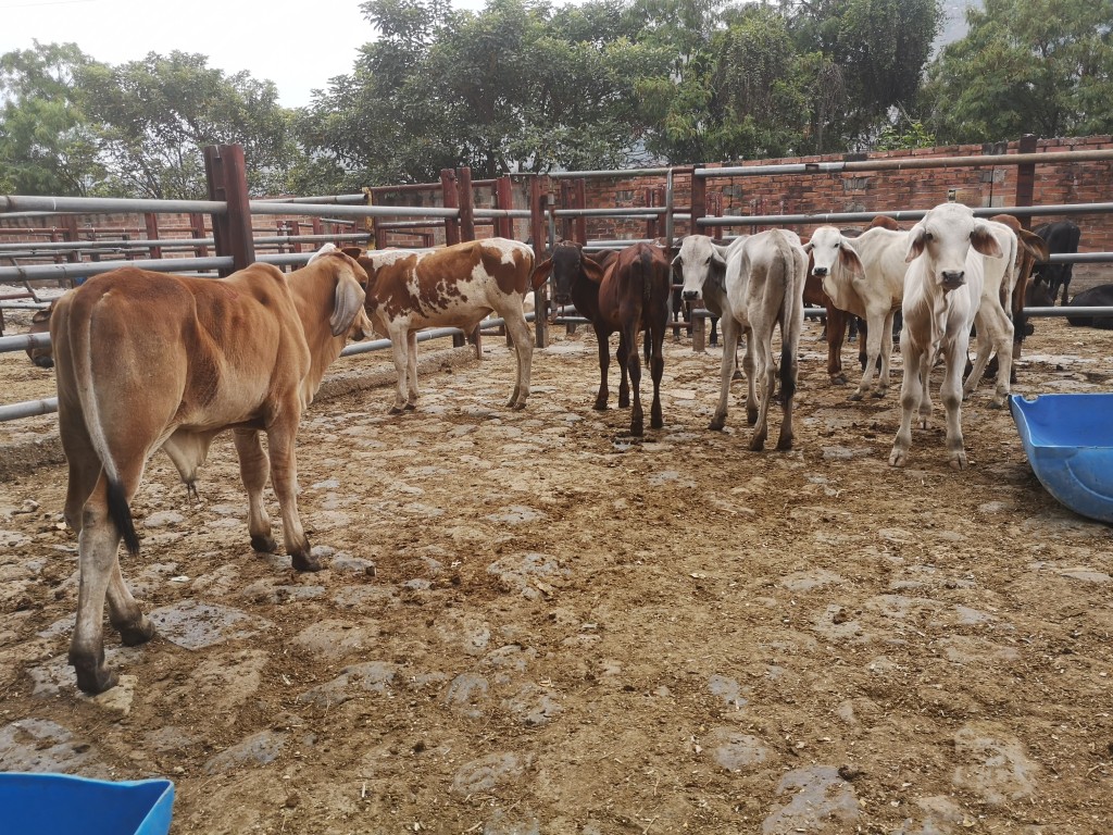Terneros de Levante cebú