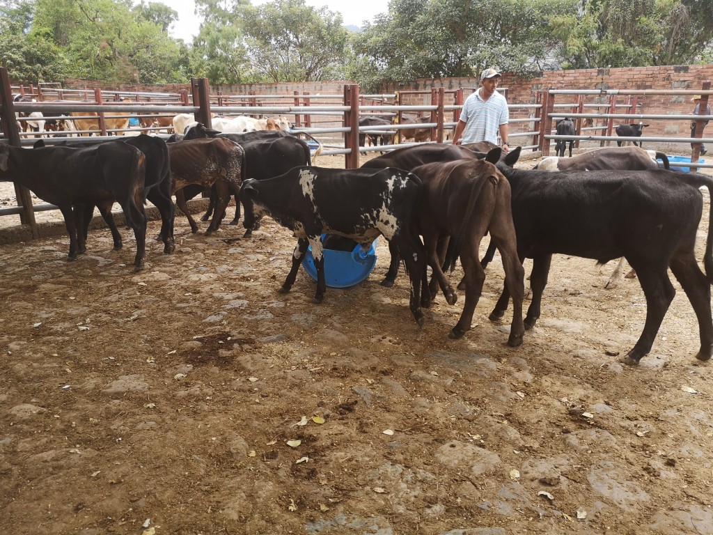 Terneros de Levante peso Aprox 120kg