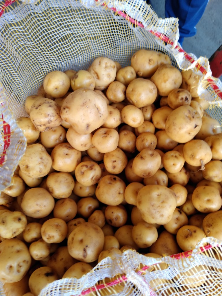 Papa criolla