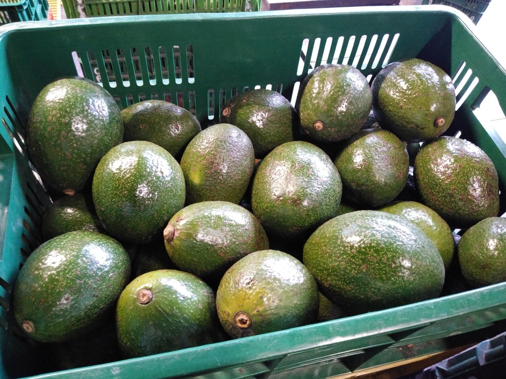 Aguacate choquette 1ra