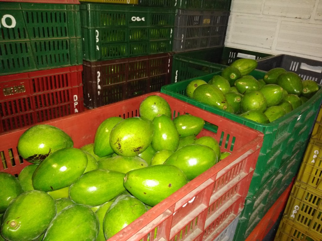Aguacate papelillo
