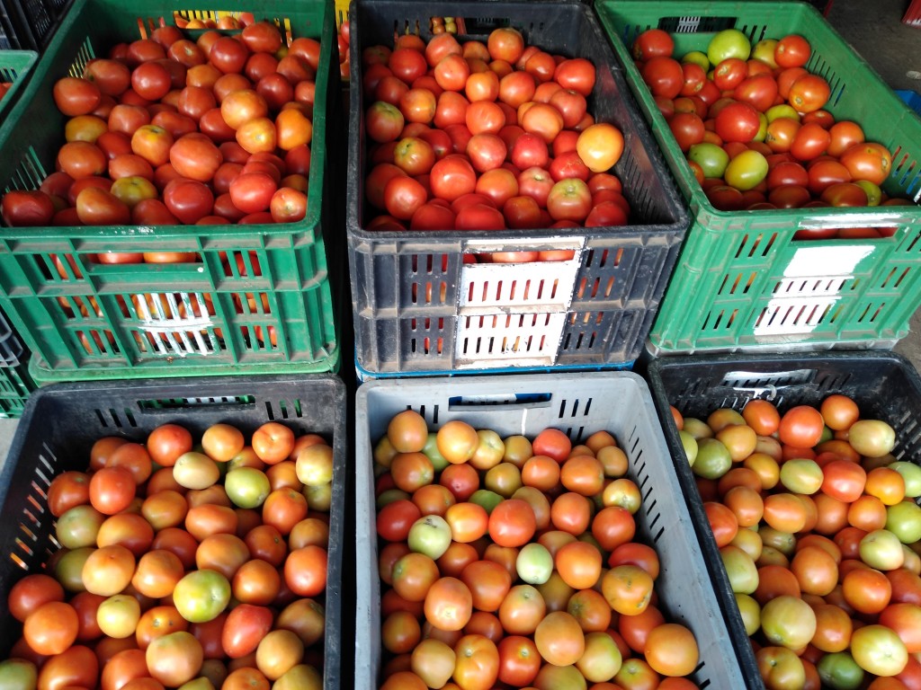 Tomate chonto