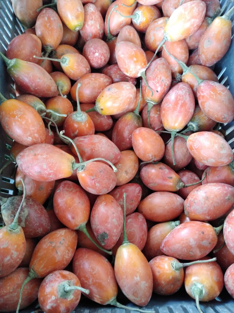 Tomate de árbol