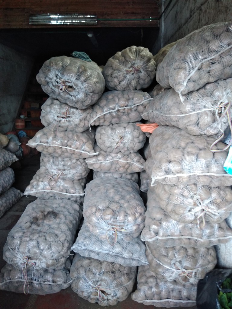 Papa pastusa rubí