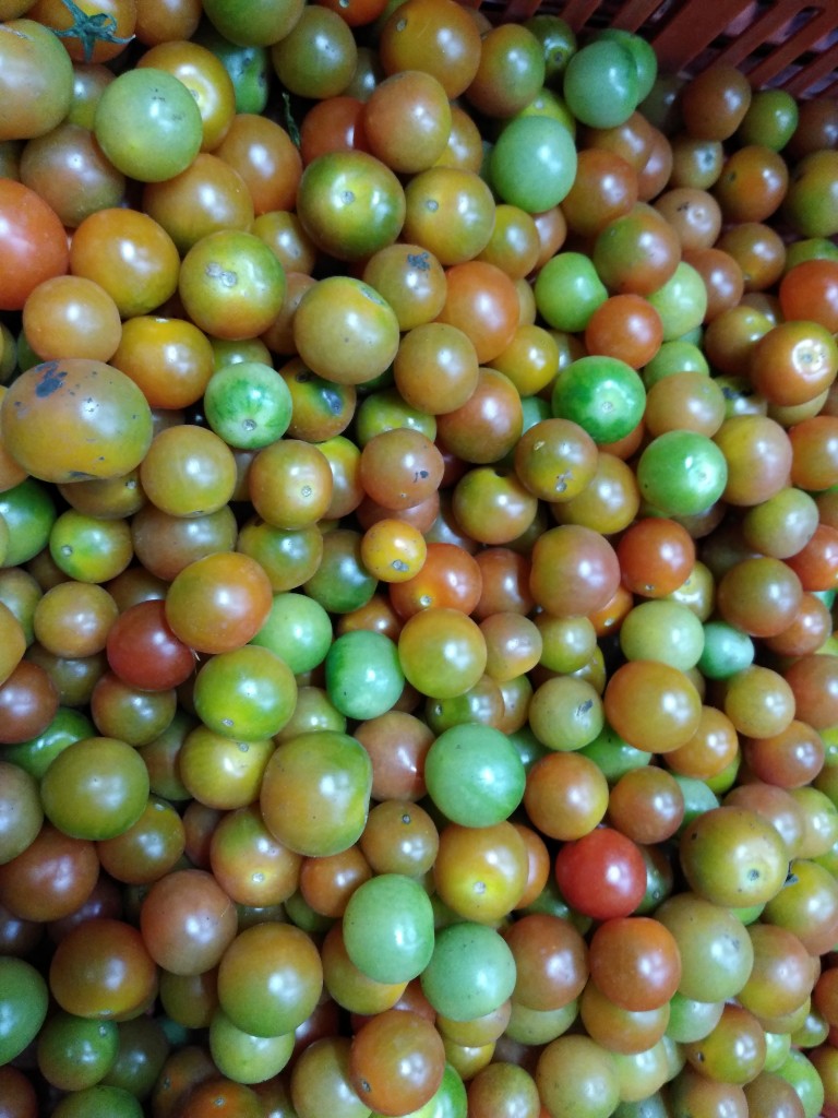 Tomate Cherry