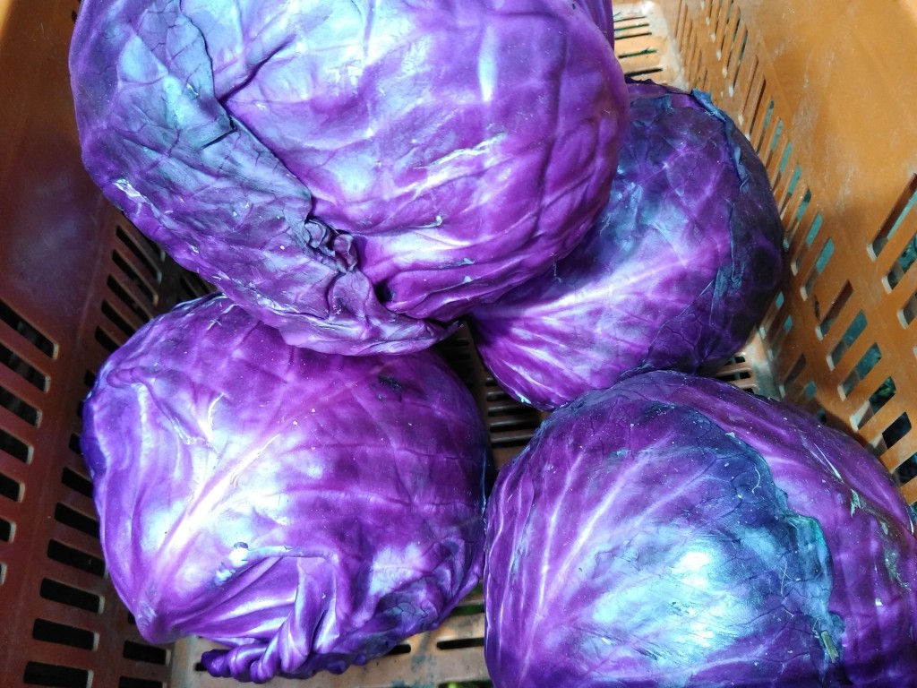 Repollo morado