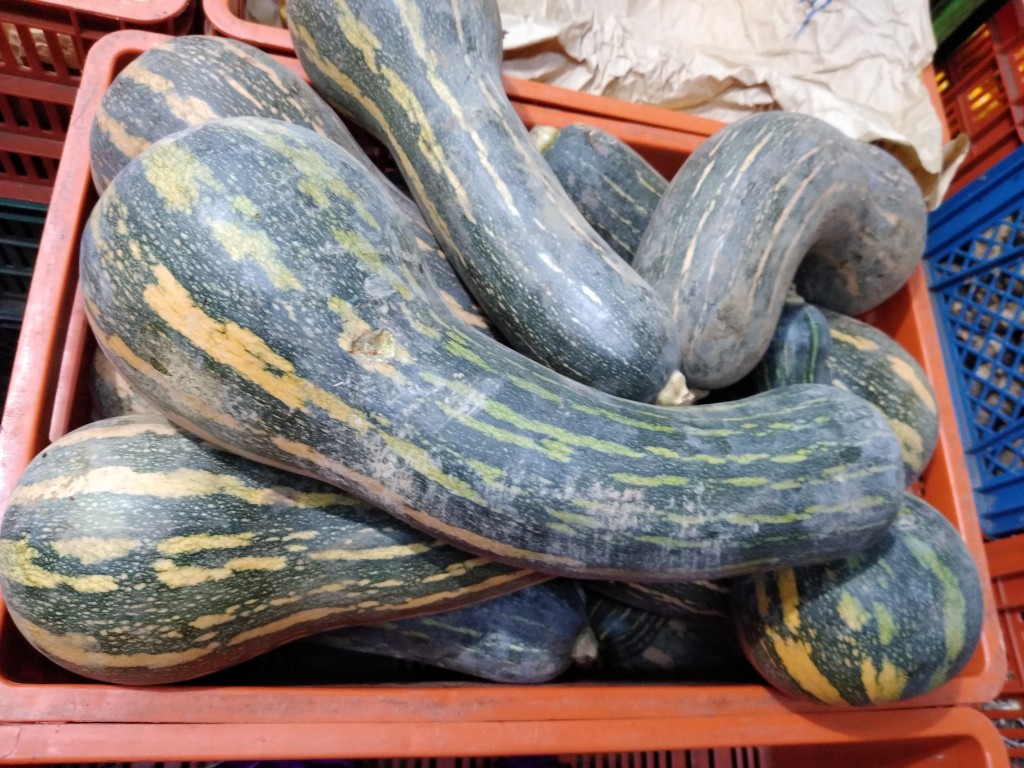 Calabacín Sakata