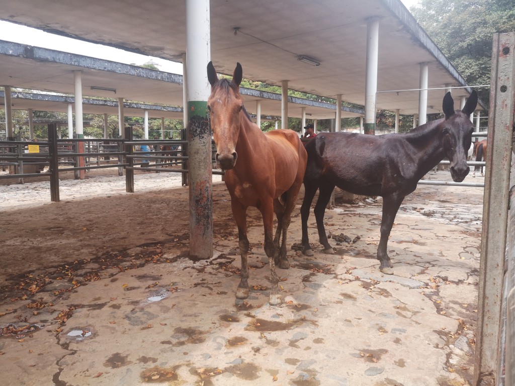 Yegua y mula de trabajo