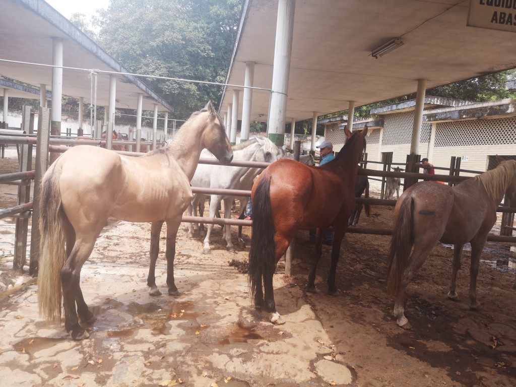 Yegua y Caballo de Trabajo