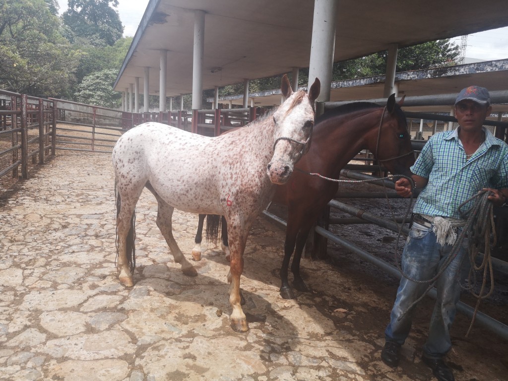 Caballo Apalusa y Yegua