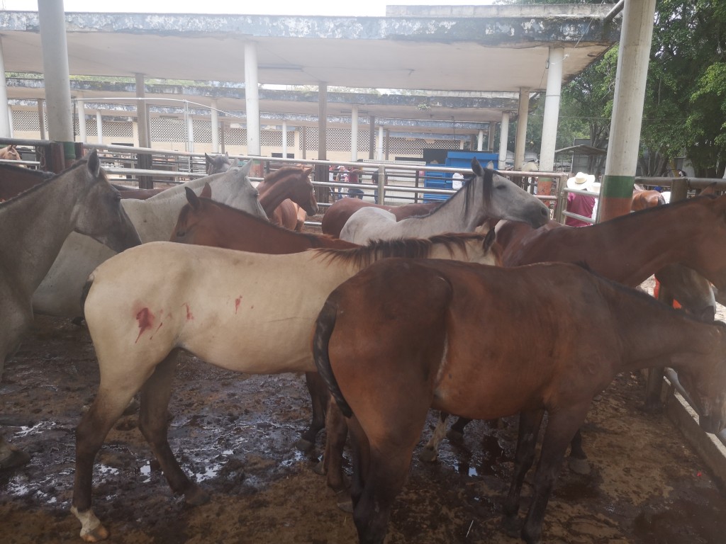 Caballos de trabajo