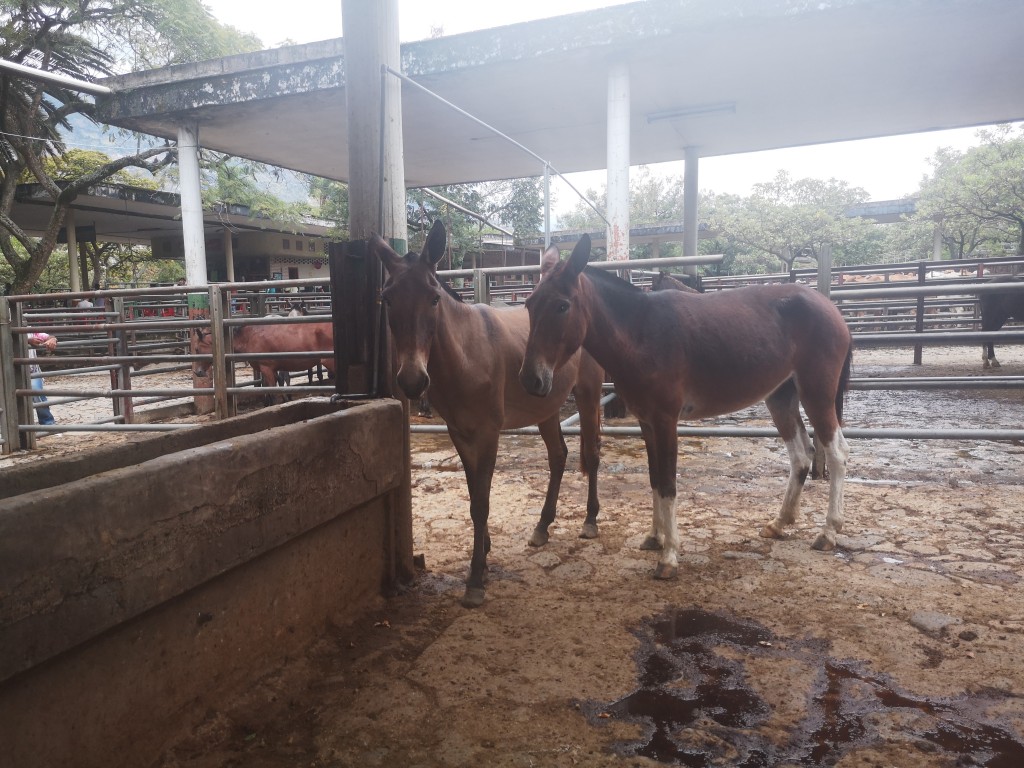 Mula y macho de trabajo