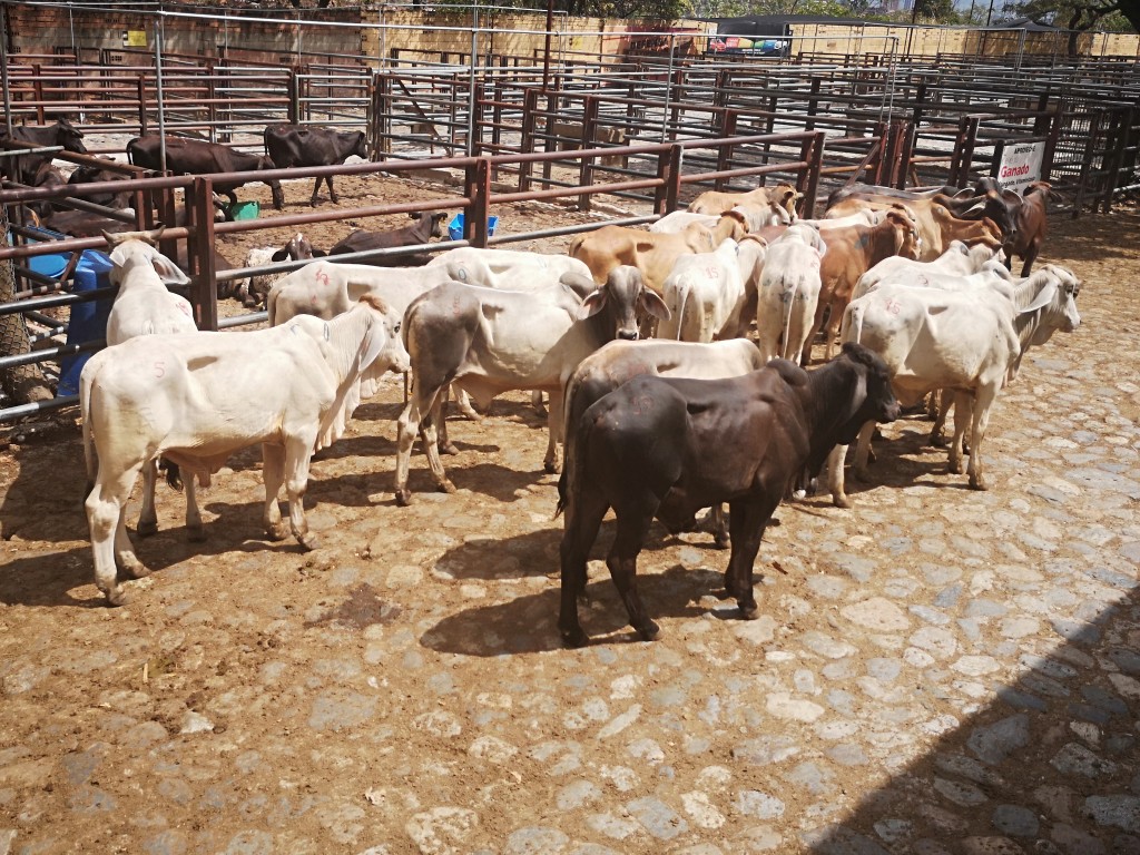 Novillos de ceba 270kg aprox