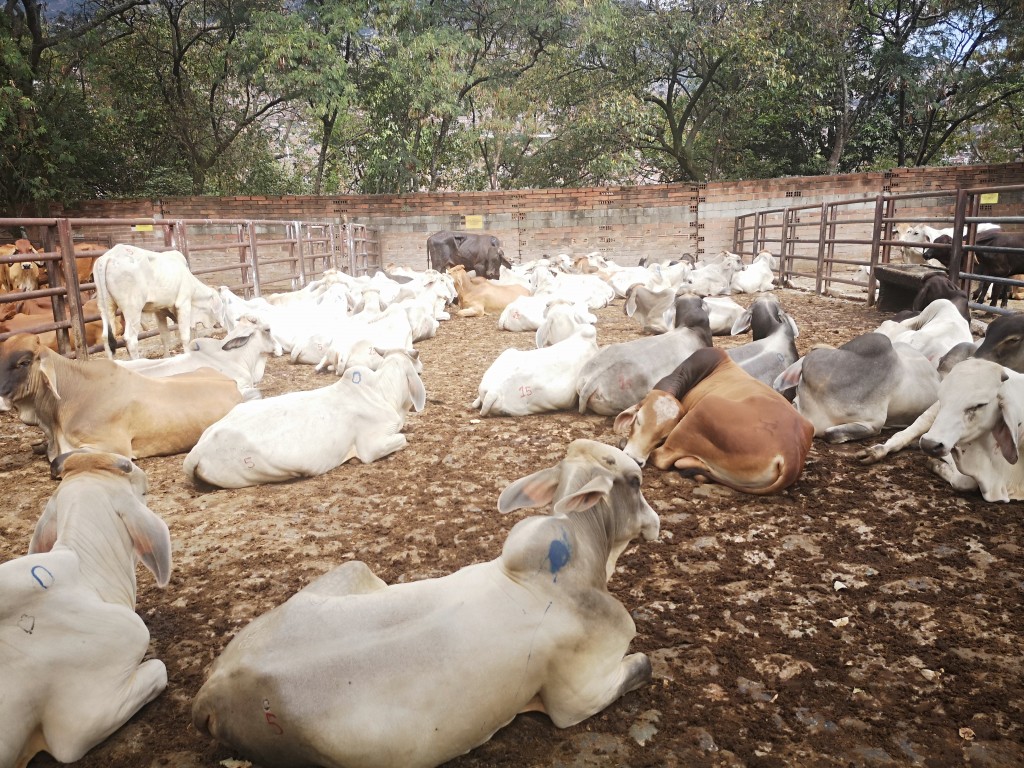 Novillos para la ceba