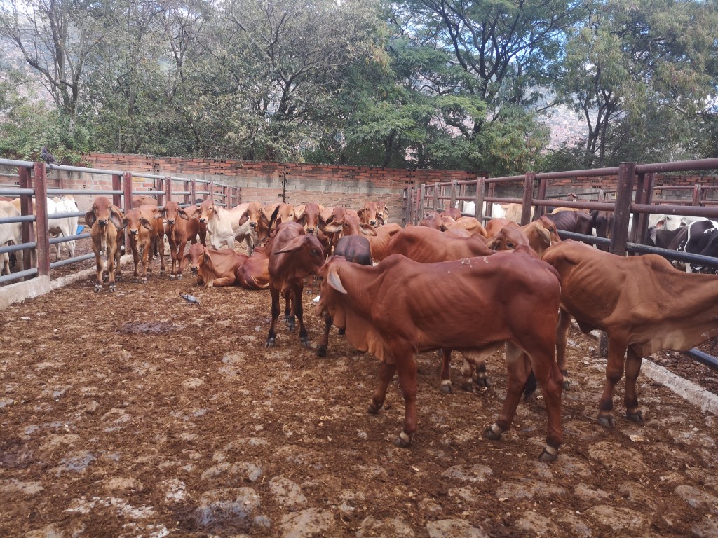 Hembras de Levante 165 kg aprox Brahman rojo