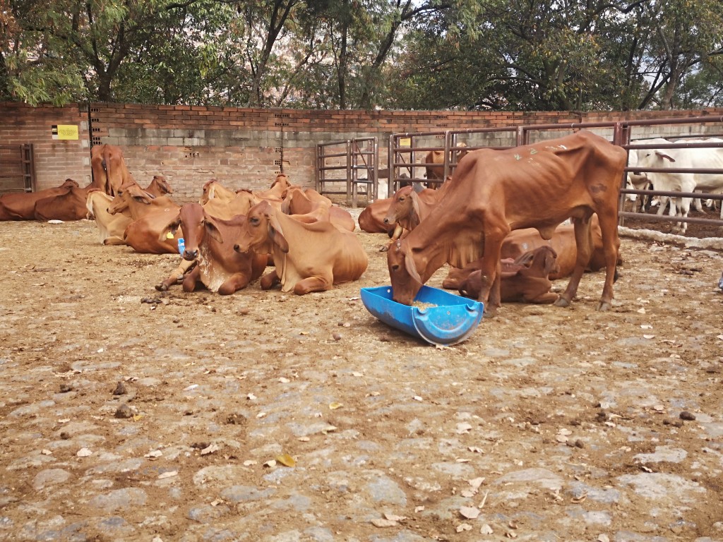 Hembras de vientre 419 kg