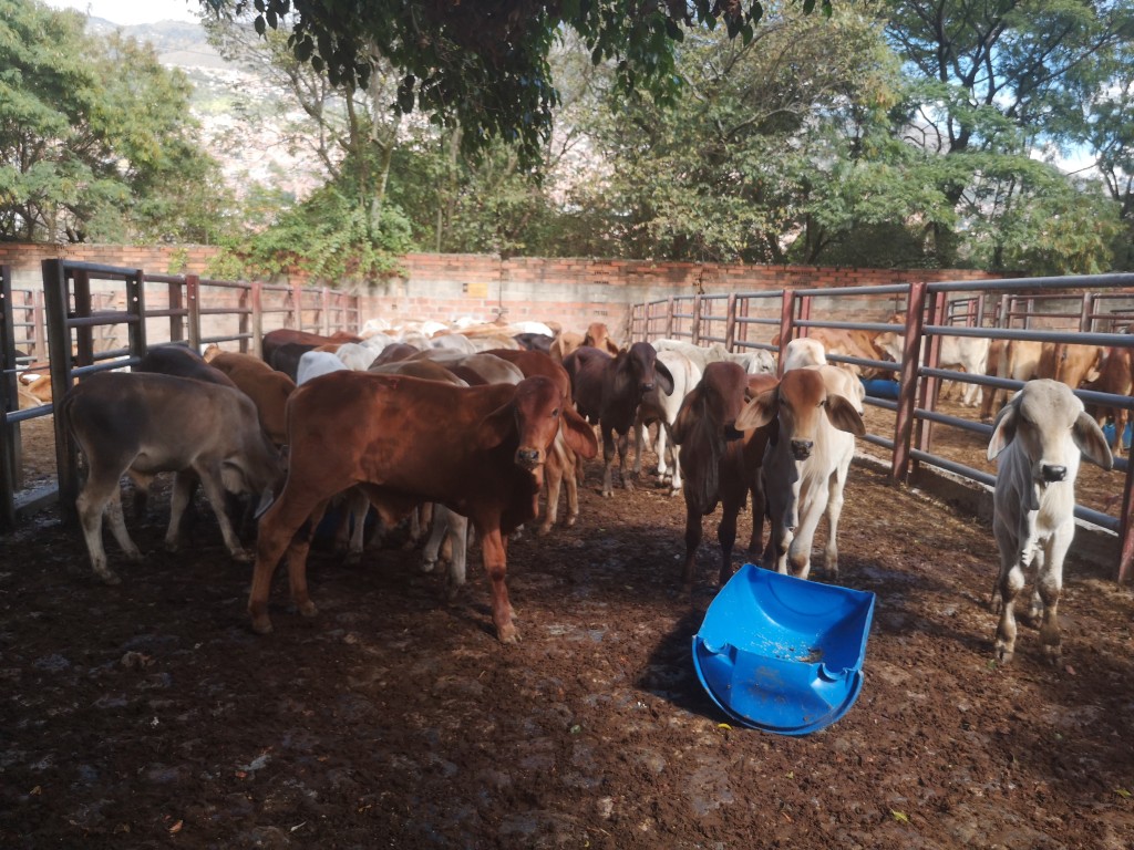 Novillos de Levante
