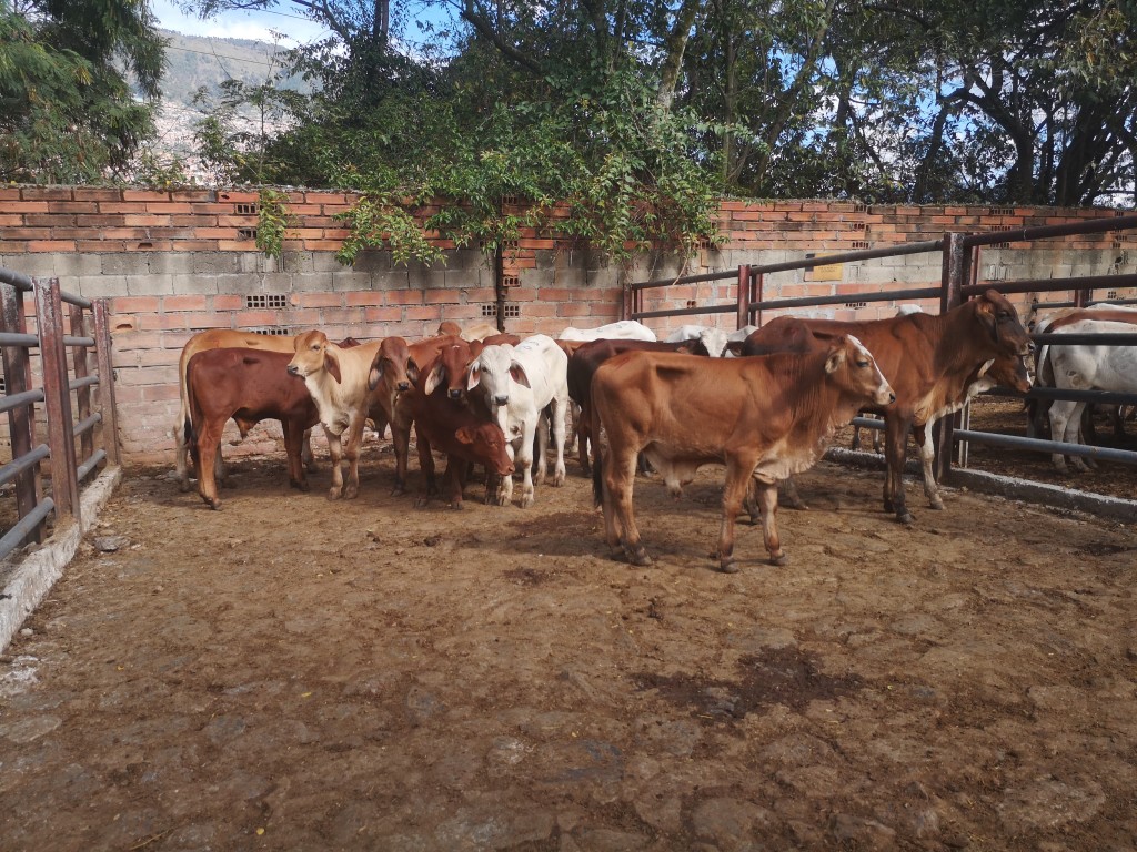 Terneros de Levante ganado comercial