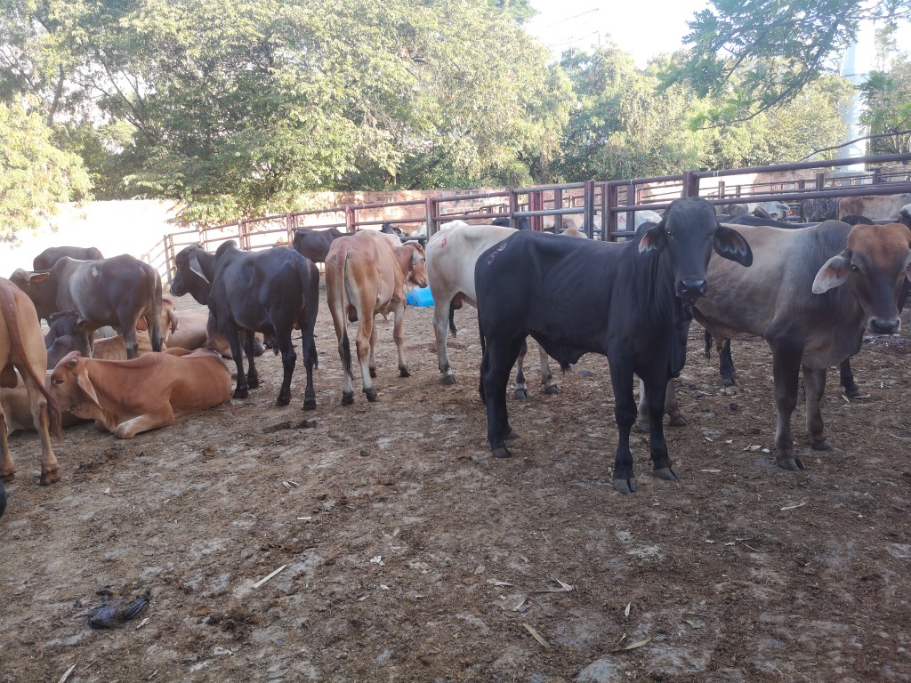 Machos de Levante