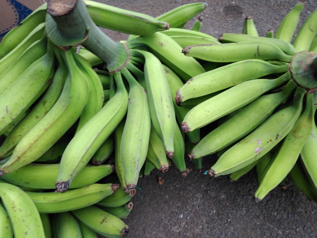 Plátano harton 2da