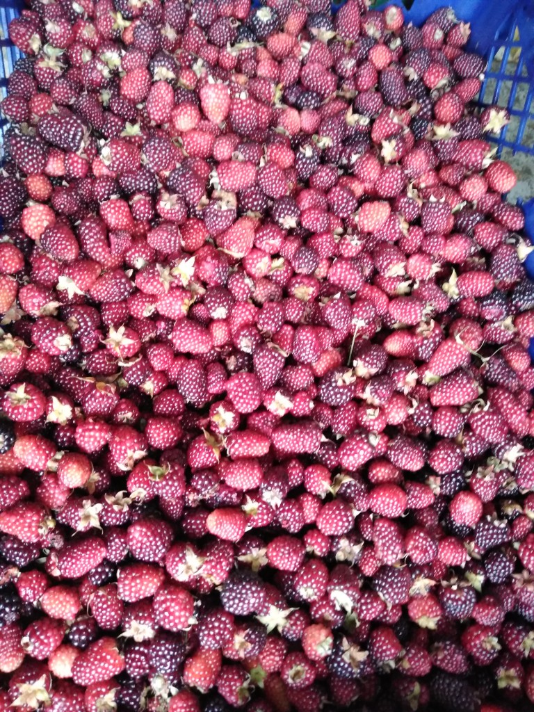 Mora roja