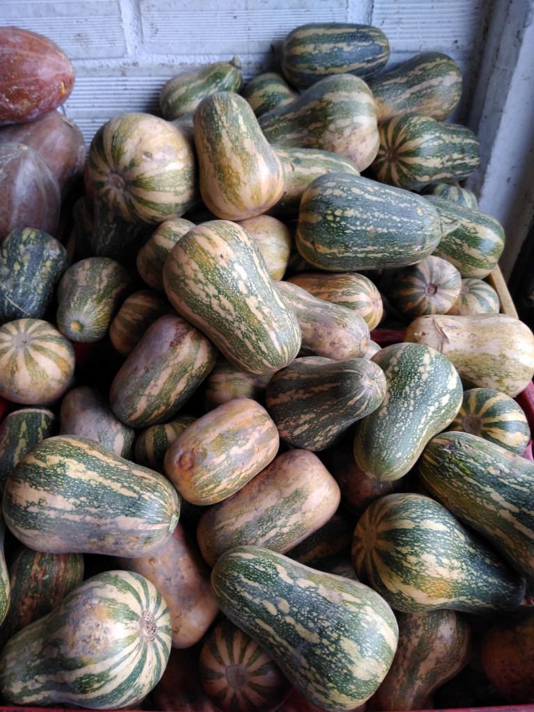 Calabacín Sakata