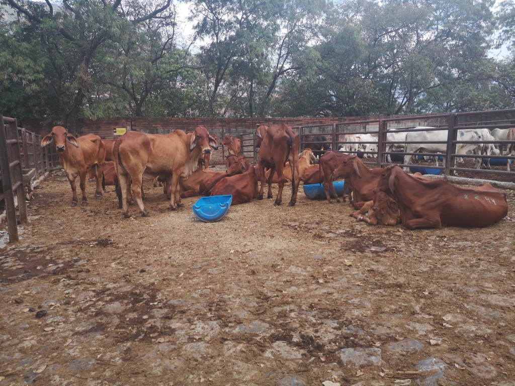 Novillas Brahman Rojo