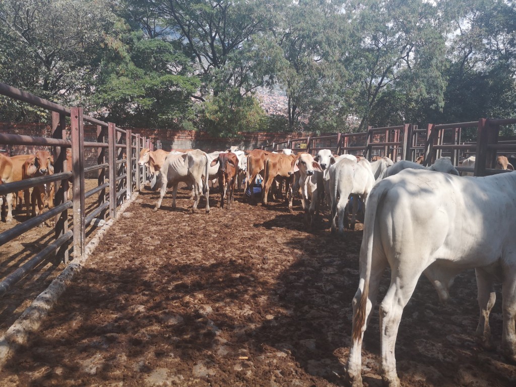 Machos de Levante