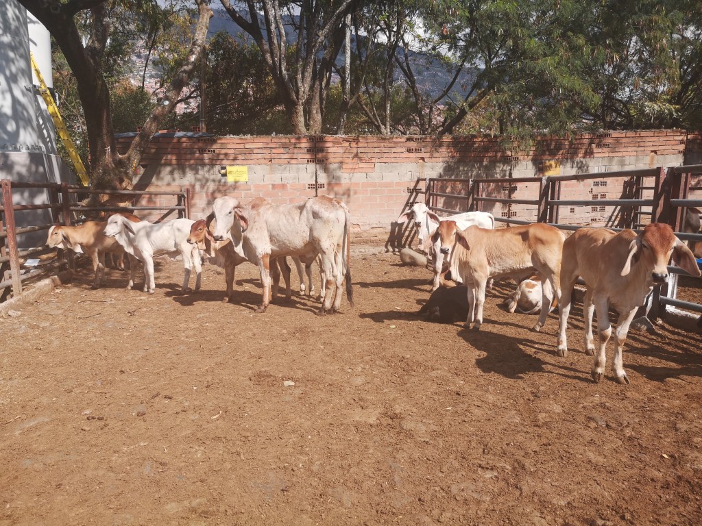 Terneras  de Levante