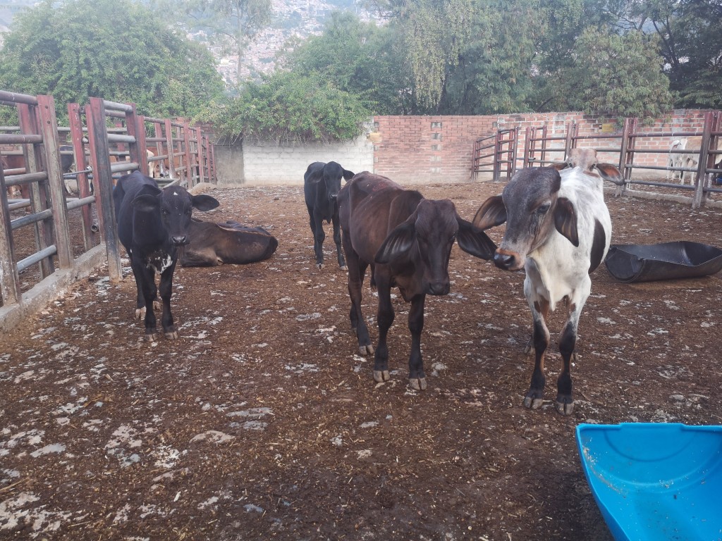 Ternero de Levante