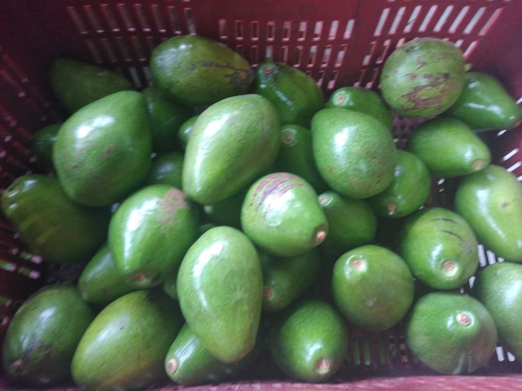 Aguacate papelillo 2da