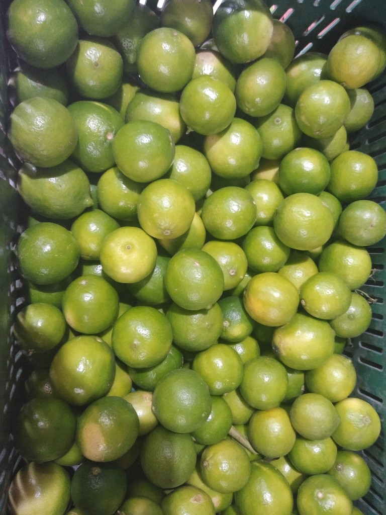 Limón Tahití 1ra
