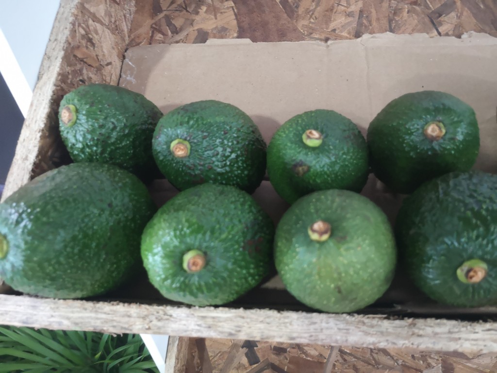 Aguacate Hass