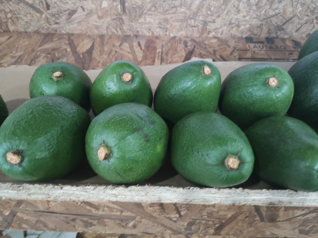 Aguacate Fuerte