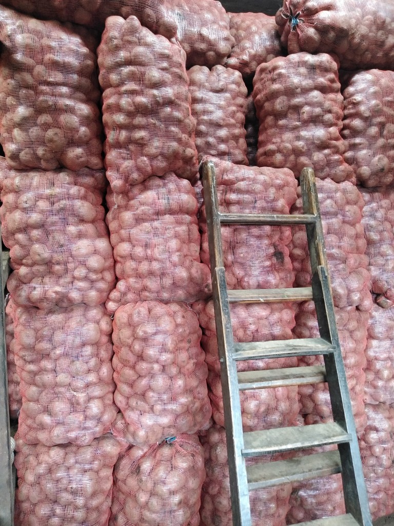 Papa roja tipo unica