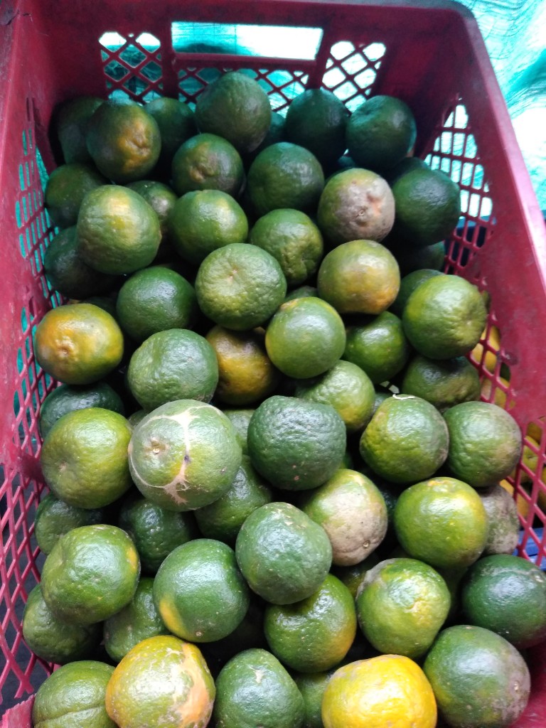 Mandarina oneco