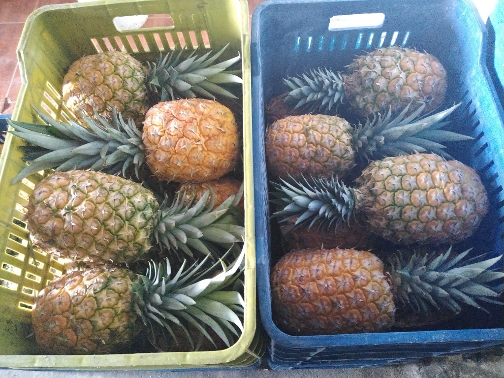 Piña oro miel 2da