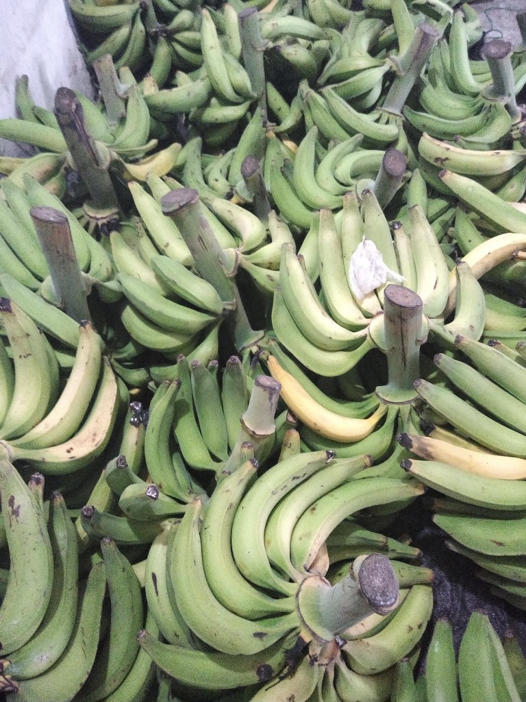 Plátano harton 1ra