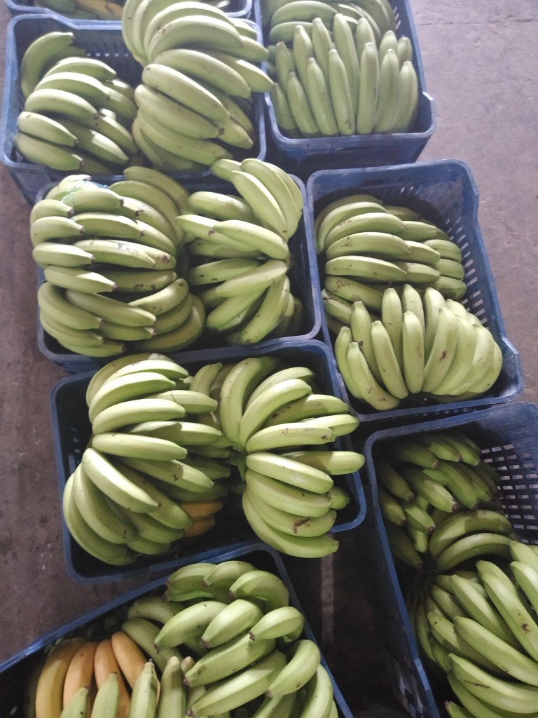 Banano criollo 1ra