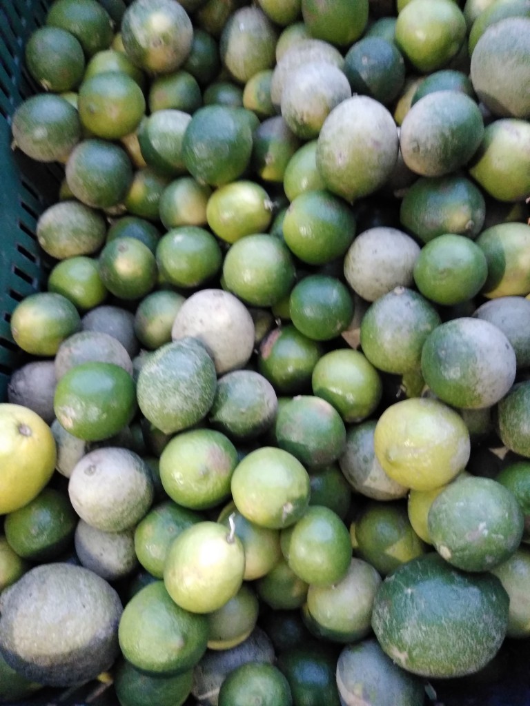 Limón Tahití 2da
