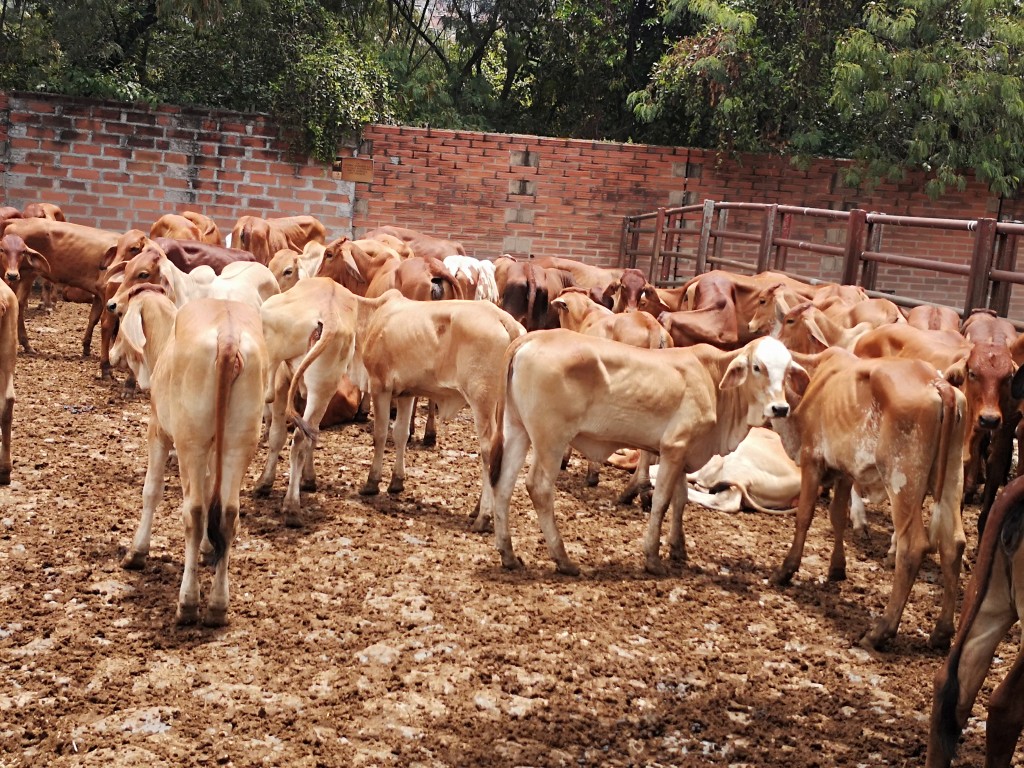 Terneras  Brahman rojas