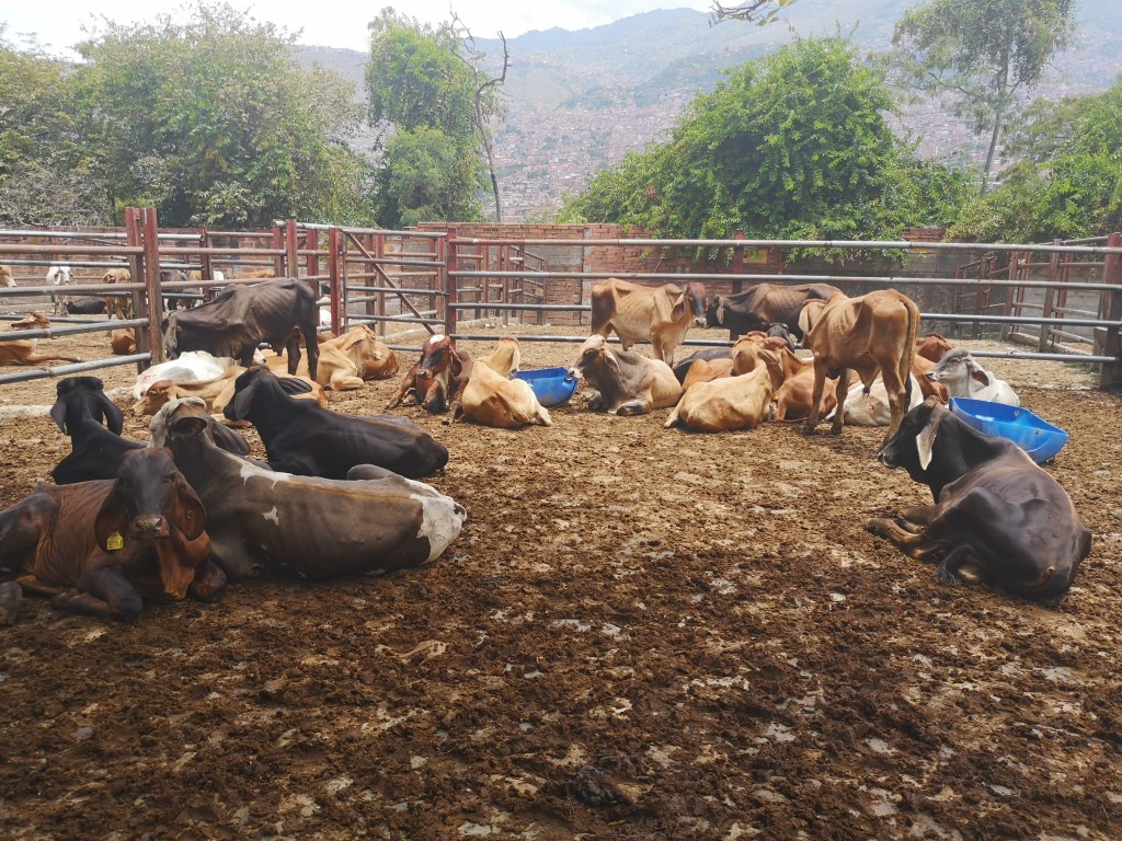 Terneros de Levante