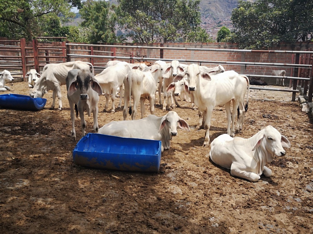 Tenerneras de Levante Brahman blanco