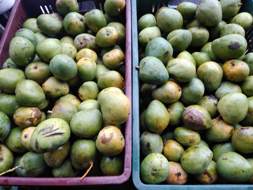 Mango de azúcar